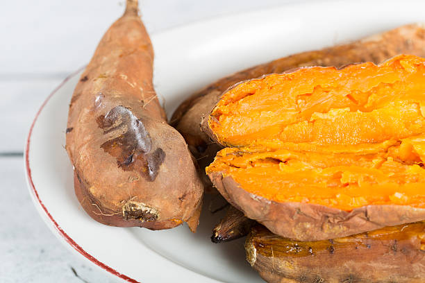 istock Sweet potatoes season 493891038