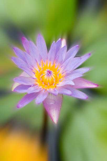 istock Blur single blossom lotus background 493891130
