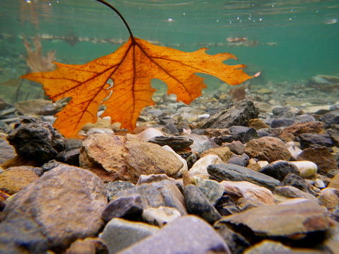 Rocks and a leaf under water