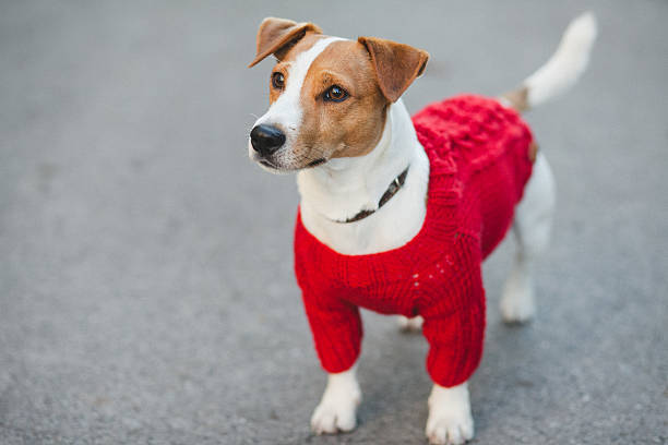 istock Dog on the street 493904618