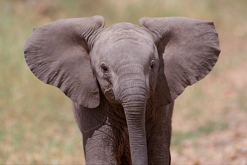 Close-up of baby African elephant carefree in the wild.