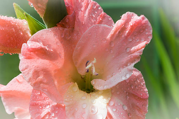istock Macro shot of Gladiolus flowers. 493907932