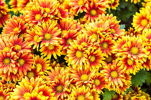 istock Yellow daisies in the garden. 493908426