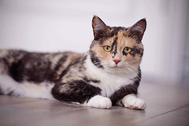 istock Portrait of the multi-colored cat lying on a floor. 493909092