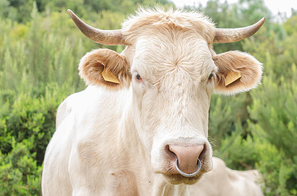istock Portrait of cow. 493910464