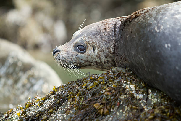 istock close up of seal face 493910526