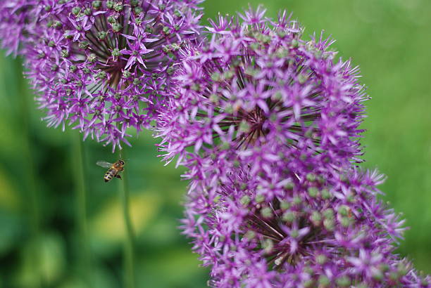 istock Bumblebee Flying Near Flower Cluster 493911310