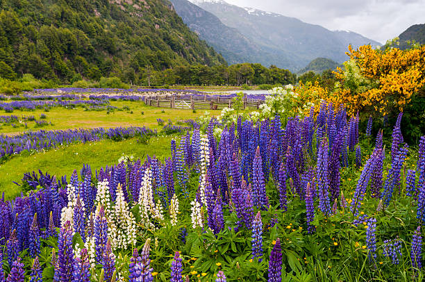 istock Lupine flowers at Simpson River Valley 493911446