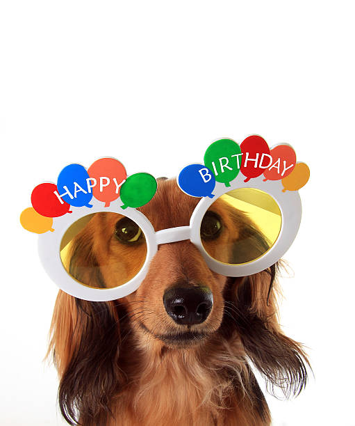 istock Happy Birthday dachshund 493912418