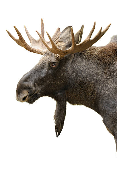 Moose portrait isolated Moose (Alces alces), portrait isolated on white. moose stock pictures, royalty-free photos & images