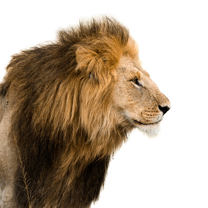Big male lion isolated on white.