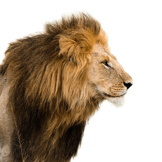 Portrait of a male lion Big male lion isolated on white. mane stock pictures, royalty-free photos & images