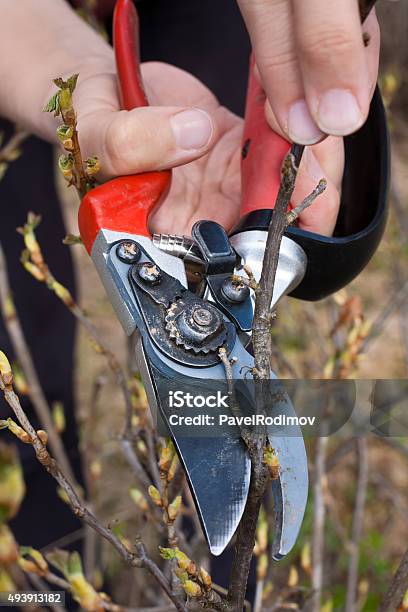 Hand With Secateurs Stock Photo - Download Image Now - 2015, Activity, Adult