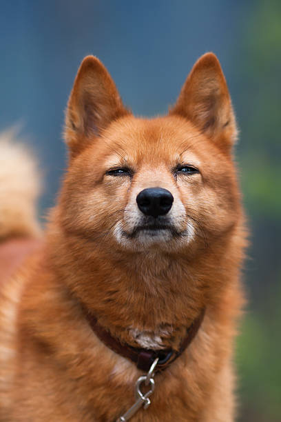 portrait of squinting hunting dog portrait of squinting Finnish Spitz finnish spitz stock pictures, royalty-free photos & images