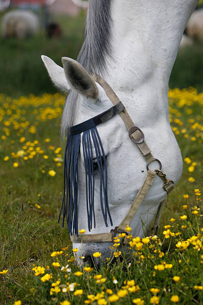 Head of Grazing White Horse White horse grazing in a grass field full of buttercups. arma-globalphotos stock pictures, royalty-free photos & images