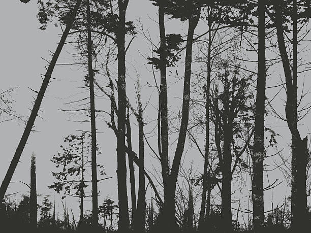 istock Black and White Forest of Tall Trees Silhouette in Spring 493914247
