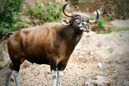 gaur in kao kheow, Chonburi,Thailand.