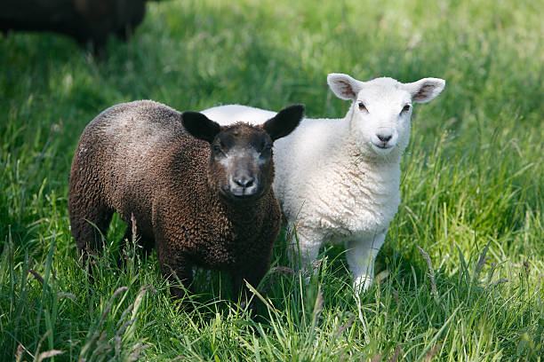 Brown and White Lamb Brown and white lamb standing in field of green grass. arma-globalphotos stock pictures, royalty-free photos & images