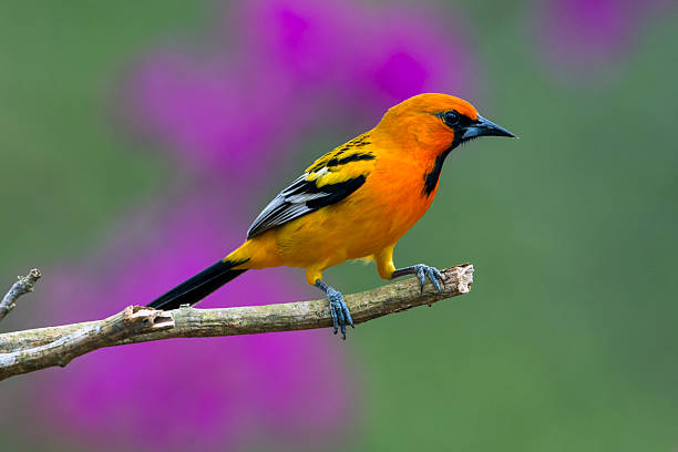 Male Streak-backed Oriole (Icterus pustulatus) in a bougainvillea bush south of Puerto Vallarta, Jalisco, Mexico.  This oriole ranges from northwest to southern Mexico and also Central America.