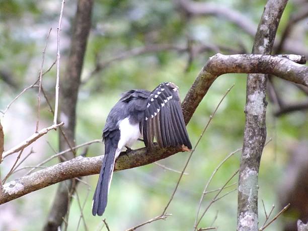 istock White-Browed Fantail Flycatcher Preening its Right Wing 493914851
