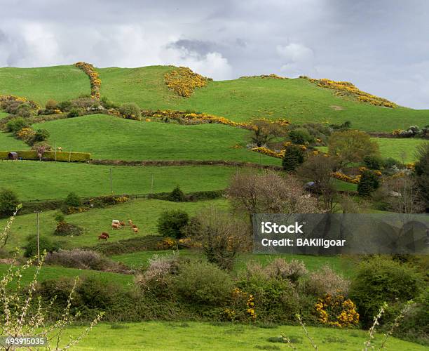 スプリングフィールド郡の Clare アイアランド - アイルランド共和国のストックフォトや画像を多数ご用意 - アイルランド共和国, クレア州, ハリエニシダ