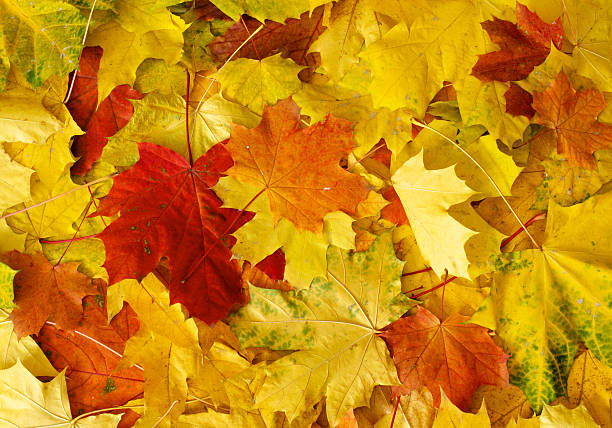 istock Pile of autumn maple leaves 493915222