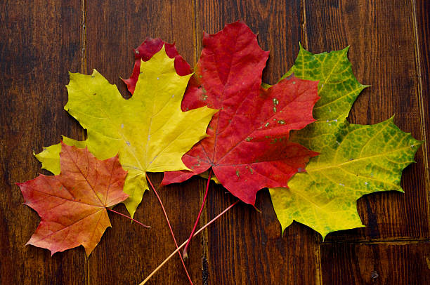 istock Various maple leaves on wooden background 493915326