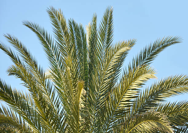 istock Palm close-up palm leaves in front of sky 493915405