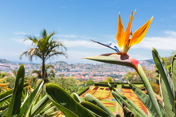 strelitzia in 식물학 garden of 푼샬 at 마이데라 도서지역 - spain blue vibrant color bright 뉴스 사진 이미지