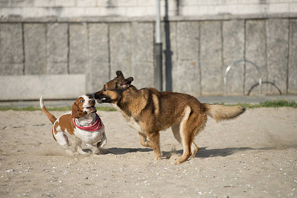 istock Dogs playing on the sand 493915481