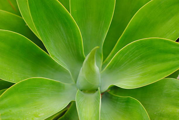 istock Tropical succulent plant green leaves 493915585