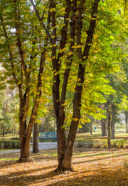istock Autumn in the city park 493915782