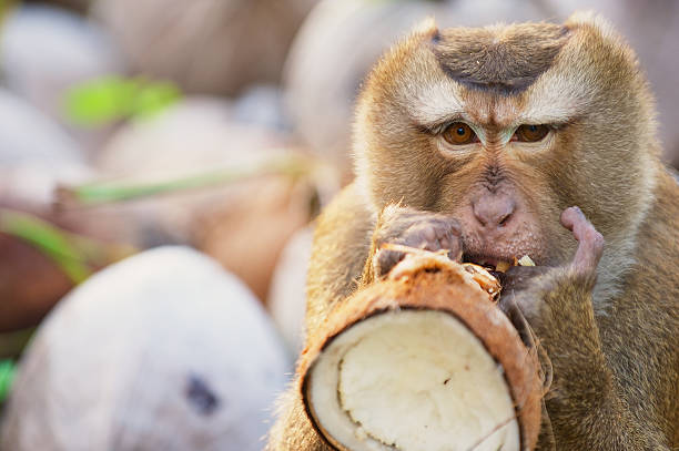 istock Monkey eats coconut at coconut plantation at Koh Samui, Thailand. 493915892