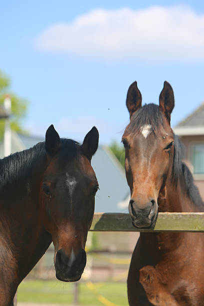 Two Horse Faces Two horses looking straight in the camera arma-globalphotos stock pictures, royalty-free photos & images