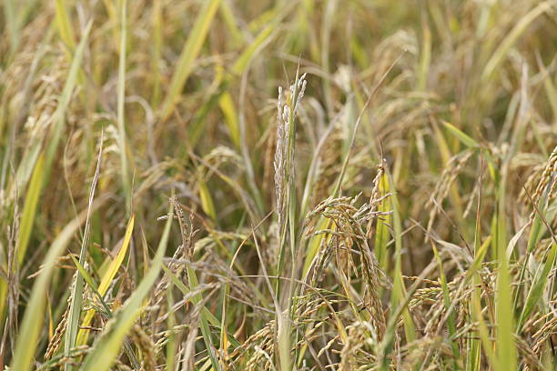 istock Rice Plants Just Before The Harvest 493916138