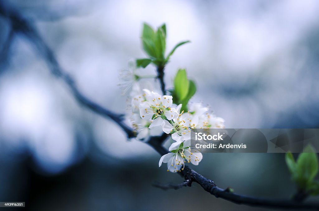 Prugna Fioritura albero, Viraggio - Foto stock royalty-free di Albero