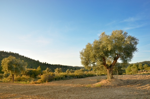 Olive tree in field at sunset.