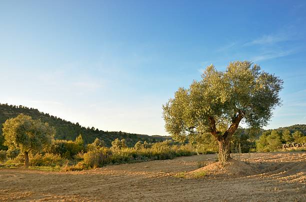 Oliwne tree – zdjęcie