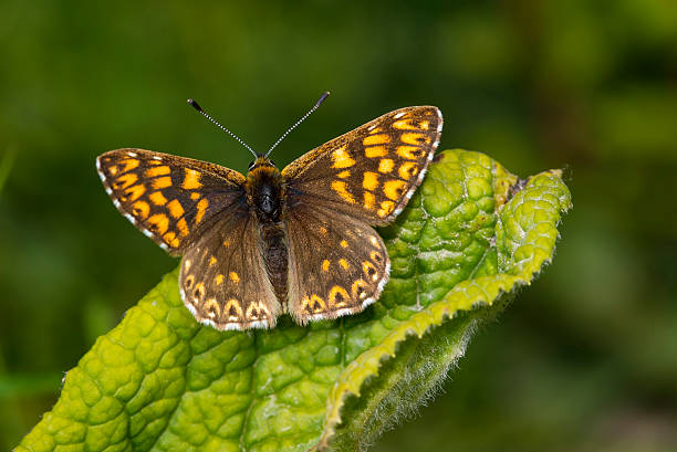 Duke of Burgundy Butterfly Duke of Burgundy Butterfly butterfly hamearis lucina stock pictures, royalty-free photos & images