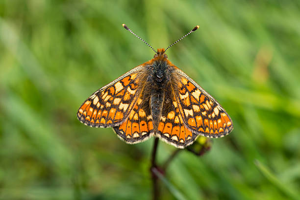 Marsh Fritillary Butterfly Marsh Fritillary Butterfly cerne abbas giant stock pictures, royalty-free photos & images