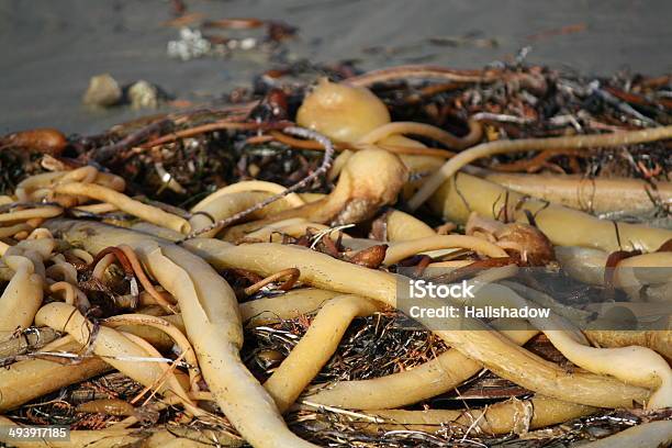 Photo libre de droit de Fouet À Boeufs Algue Géante Sur La Plage banque d'images et plus d'images libres de droit de Algue géante - Algue géante, Taureau, Californie