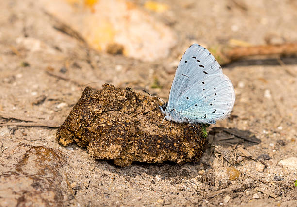 Holly Blue Butterfly Holly Blue Butterfly cerne abbas giant stock pictures, royalty-free photos & images
