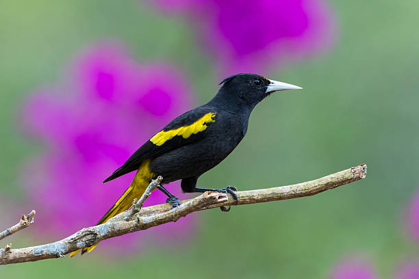 istock Yellow-winged Cacique in Bougainvillea 493917223
