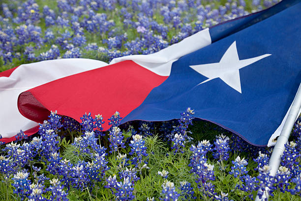 Texas flag among bluebonnet flowers on bright spring day Low angle view of a Texas flags laying among bluebonnet flowers on a bright spring day in the Texas Hill Country bluebonnet stock pictures, royalty-free photos & images