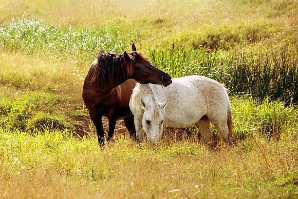 istock Two horses grazing on the meadow 493917358