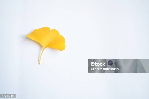 Ginkgo Leaf Stock Photo - Download Image Now - Autumn, Botany, Color Image