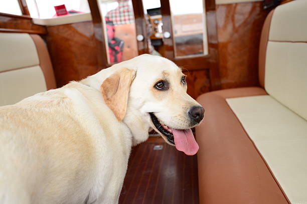 istock Venice Water Taxi 493917505