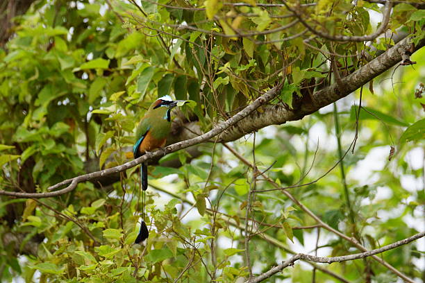 istock Turquoise-browed motmot 493917641
