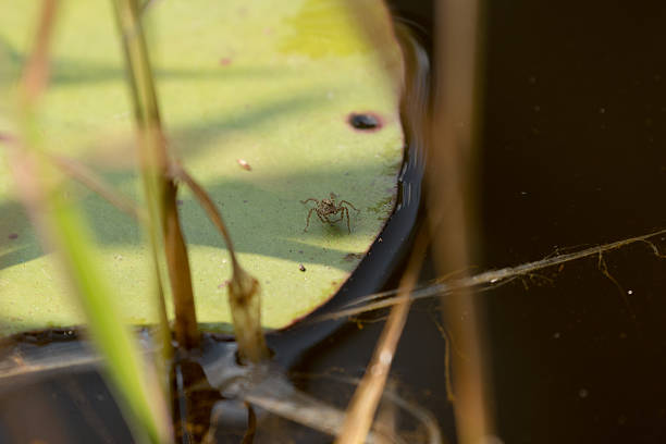 istock Little spider sitting on a lily pad 493917706