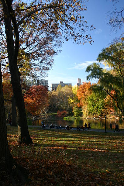 istock Colorful trees at central park in autumn 493918413